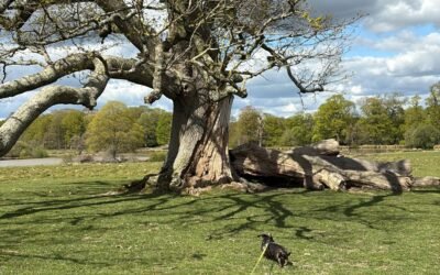 52 Walks With Grace SOLO DOG TRIP