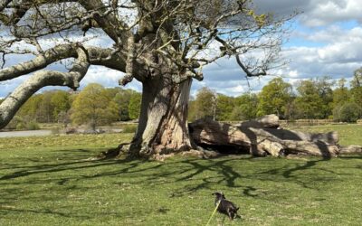 Blog Solo Dog Trip