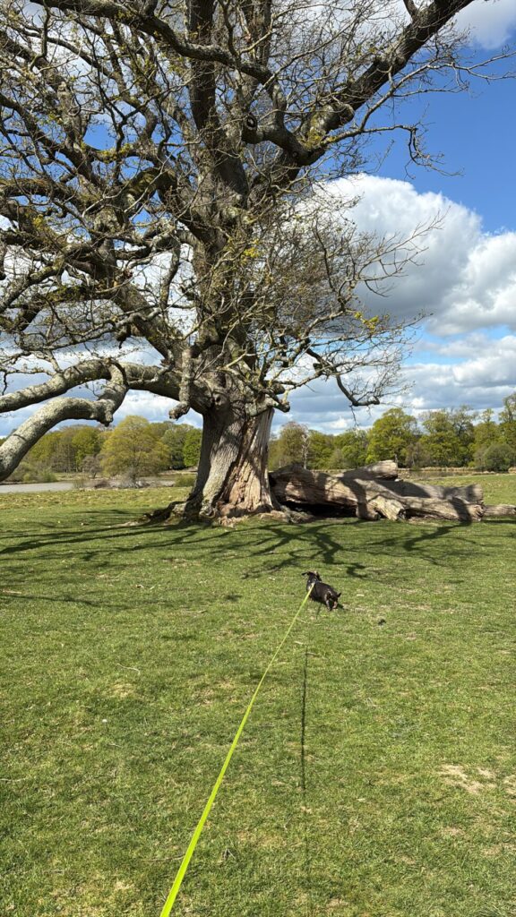 Solo Dog Trip e1340e70 f953 472b 975d f0544a97b76b 980x1742