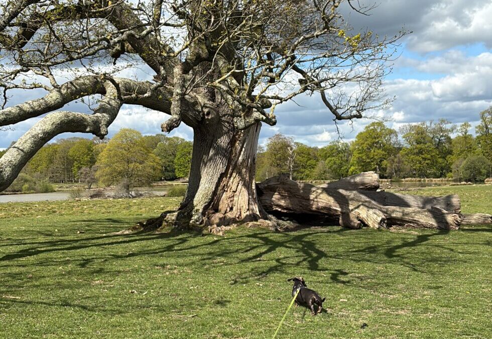 Solo Dog Trip