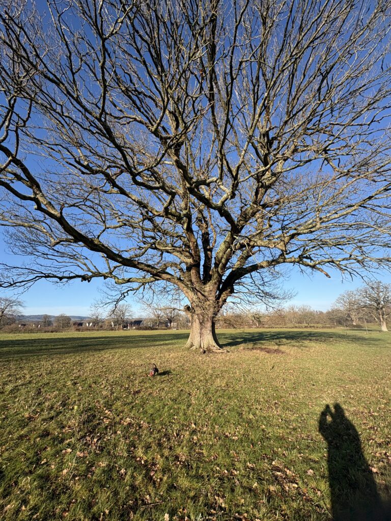 Knowle Park img 4107 1 768x1024