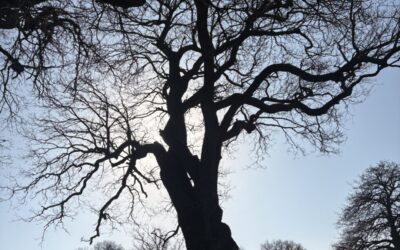 Blog Knowle Park