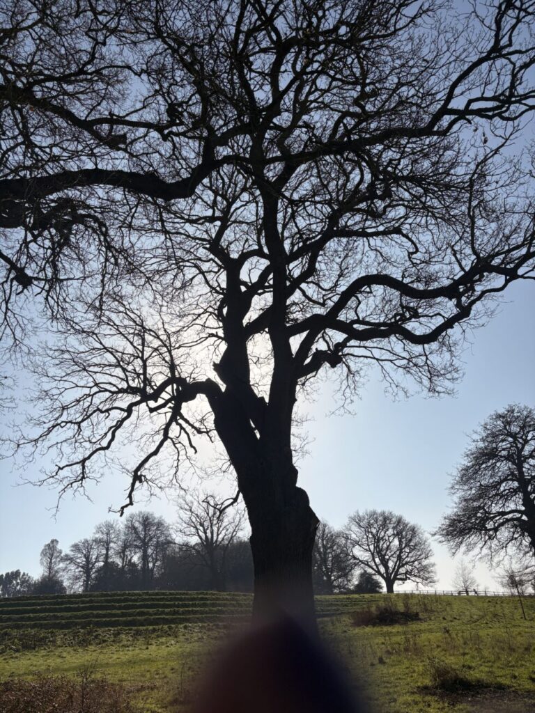Knowle Park img 6406 980x1307