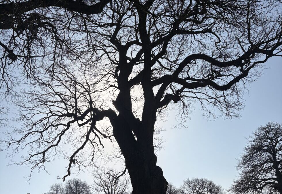 Knowle Park