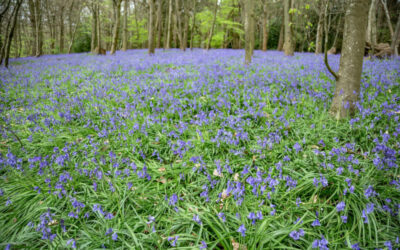 Blog Dogs & Bluebells