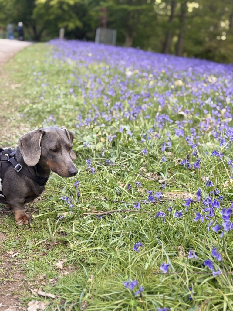 Solo Dog Trip img 8234 768x1024