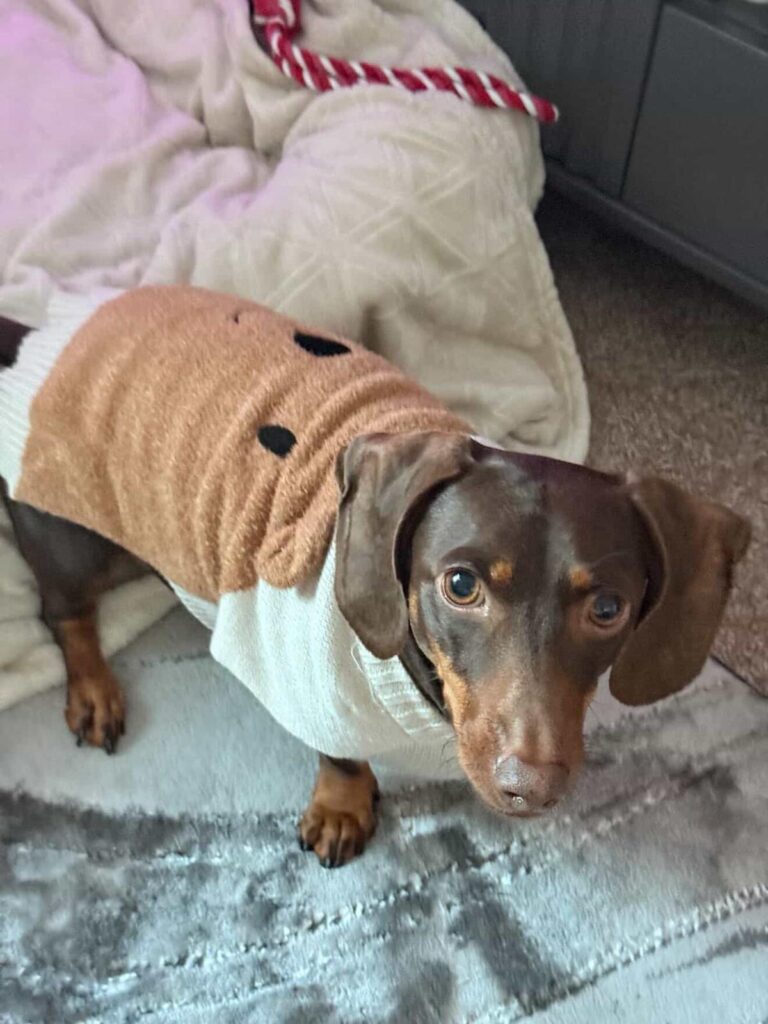 Meeting Coco, the Nervous Dachshund, Today 🤍 whatsapp image 2026 05 19 at 14.43.51 (1)