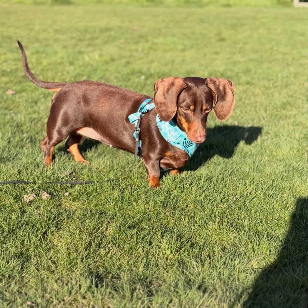 Meeting Coco, the Nervous Dachshund, Today 🤍 whatsapp image 2026 05 19 at 14.43.51 (2)