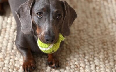 Blog Meeting Coco, the Nervous Dachshund, Today 🤍