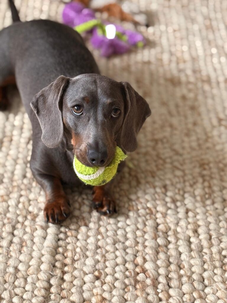 Meeting Coco, the Nervous Dachshund, Today 🤍 whatsapp image 2026 05 19 at 14.43.51 (3)