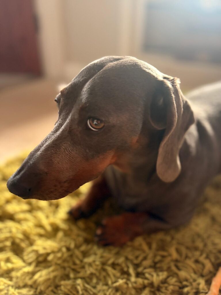 Meeting Coco, the Nervous Dachshund, Today 🤍 whatsapp image 2026 05 19 at 14.43.51 (4)