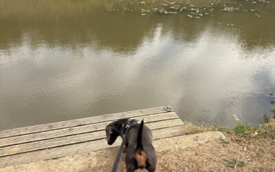 A STROLL TO LOXWOOD